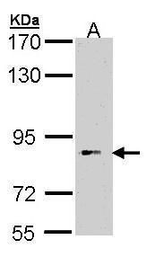 BBS12 antibody