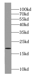 BBS3 antibody