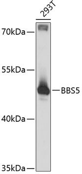 BBS5 antibody