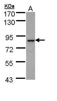 BBS7 antibody