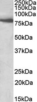 Goat anti-BBS7 Antibody