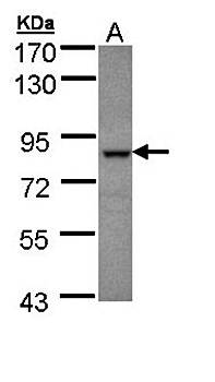 BBS7 antibody