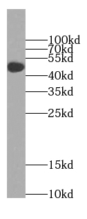 BBS8 antibody