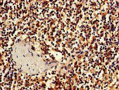BBX Antibody