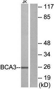 BCA3 antibody