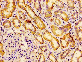 BCAM Antibody