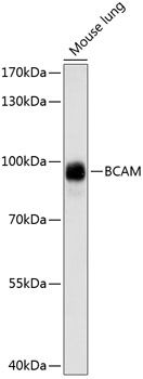 BCAM antibody