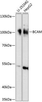 BCAM antibody