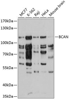 BCAN antibody