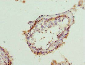 BCAP29 Antibody