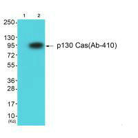 BCAR1 (Ab-410) antibody