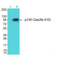 BCAR1 (Ab-410) Antibody