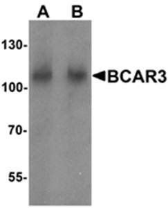 BCAR3 Antibody