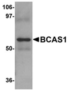 BCAS1 Antibody