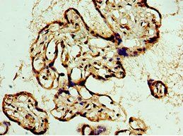 BCAS2 Antibody