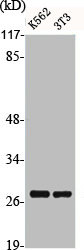 BCAS2 Antibody