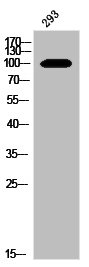 BCAS3 Antibody