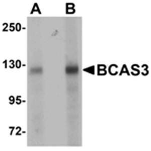 BCAS3 Antibody
