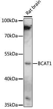 BCAT1 antibody
