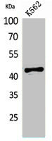 BCAT1 antibody