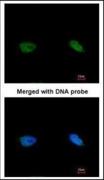 BCCIP antibody