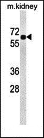 BCDO2 antibody