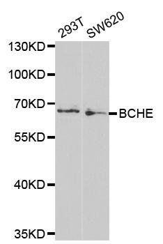 BCHE antibody