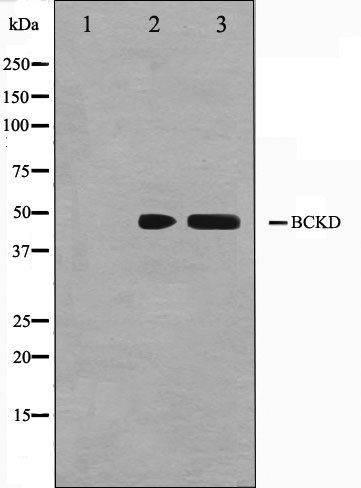 BCKD antibody