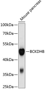 BCKDHB antibody