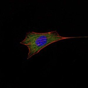 BCL-2 Antibody