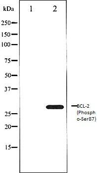 BCL2 (Phospho-Ser87) antibody
