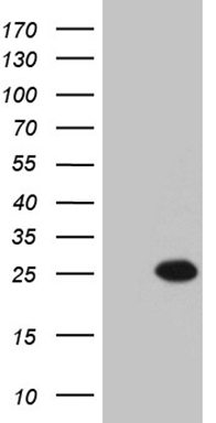 Bcl G (BCL2L14) antibody