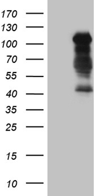 Bcl G (BCL2L14) antibody