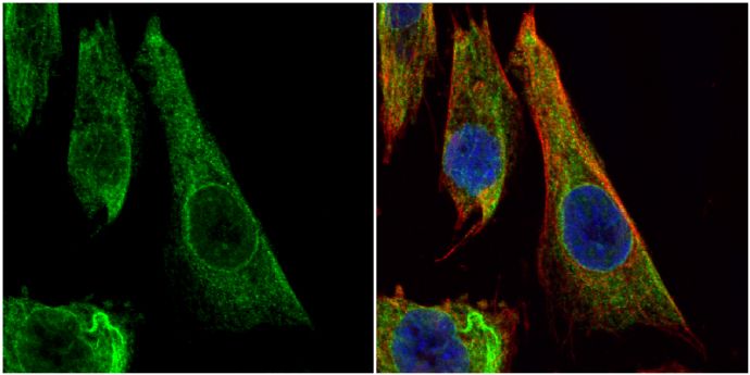 Bcl-X antibody