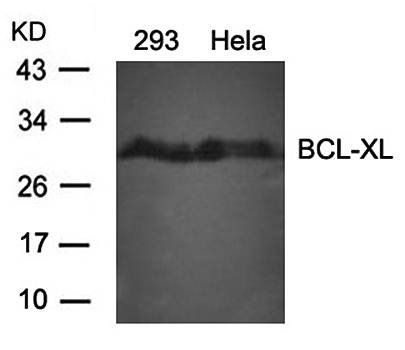 BCL-XL (Ab-62) Antibody
