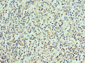 BCL11A Antibody