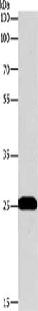 BCL2 Antibody