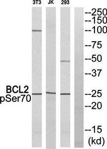 BCL2 (phospho-Ser70) antibody