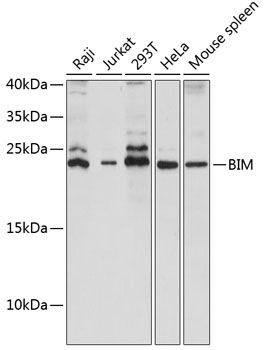 BCL2L11 antibody