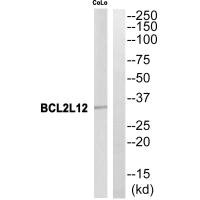 BCL2L12 antibody