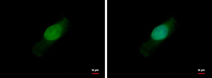 BCL2L15 Rabbit Polyclonal Antibody