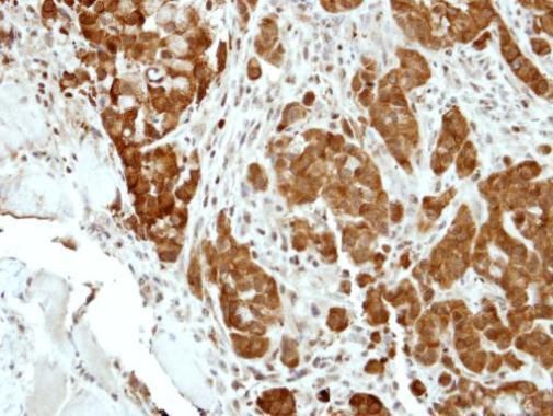 BCL2L15 Rabbit Polyclonal Antibody