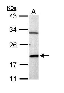 BCL2L15 Rabbit Polyclonal Antibody