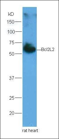 Bcl2L2 antibody