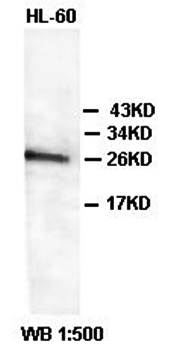 BCL2L2 antibody