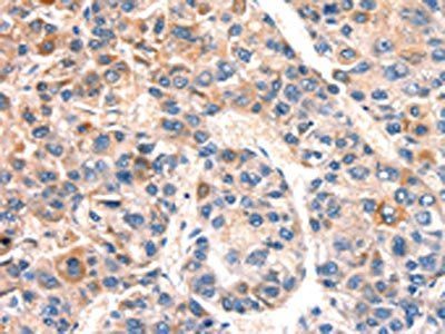 BCL3 Antibody