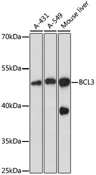 BCL3 antibody