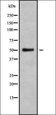 BCL6B antibody