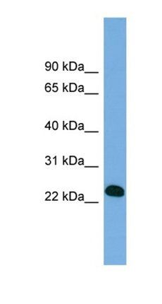 BCL7A antibody