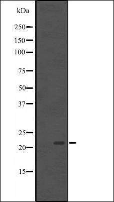 BCL7B antibody